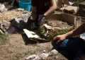 Huerto Ecológico - Compost y Vermicompost