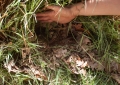 Huerto Ecológico - Compost y Vermicompost