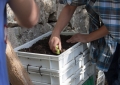 Huerto Ecológico - Compost y Vermicompost