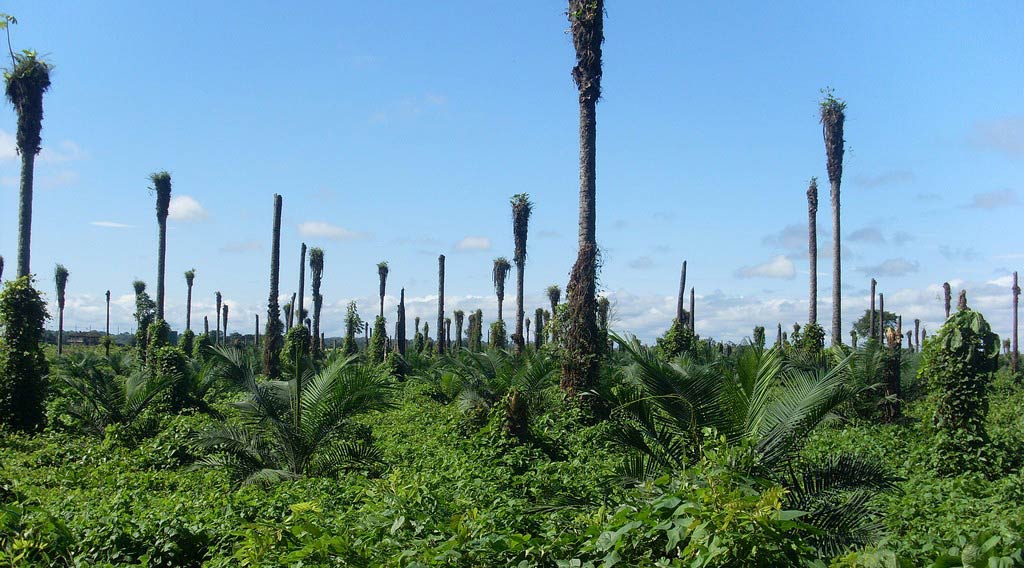 El negocio de los agrocombustibles: un modelo insostenible.