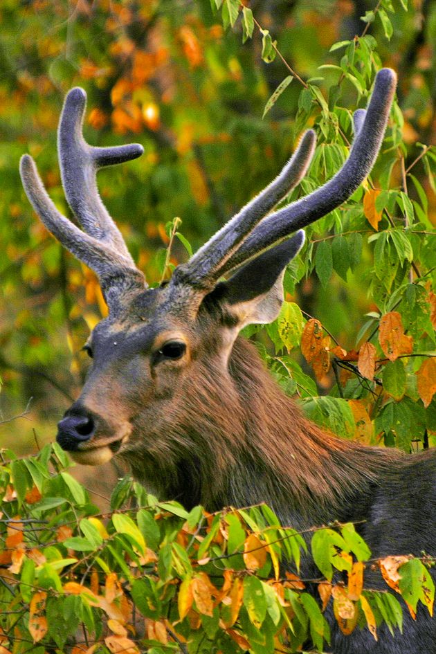 El venado es una de la especies que más sufre la caza deportiva y comercial. Foto: Alfredo Miguel Romero