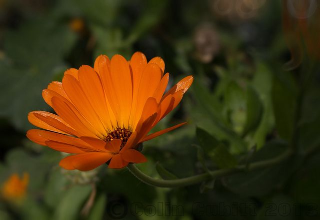 Plantas Medicinales V: CALENDULA OFFICINALIS