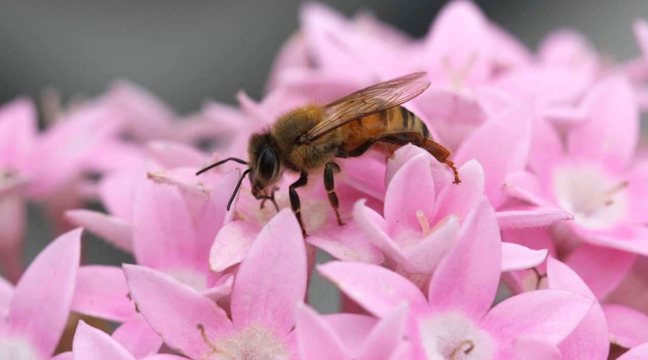 La UE y la lenta agonía de las abejas