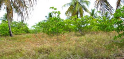 Foto 1. Sabana arbolada antrópica de cajú (Anacardium occidentales) en la que se realiza a la vez la explotación ganadera tradicional aprovechando la sombra del cajú (mejor que la del cocotero) y la recogida del fruto del cajú (anacardo) (foto B. Paladini, 2009)