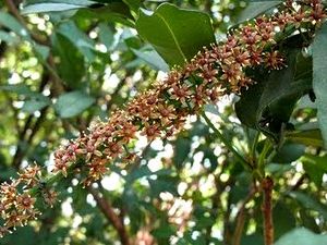 Foto 2. Plantación de caña de azúcar en el litoral del nordeste de Brasil. (B. Paladini 2009).