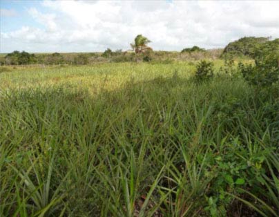 Foto 3. Cultivo de abacaxí (piña) que protege densamente el suelo. (Fotografía: Bilal Paladini, 2009).