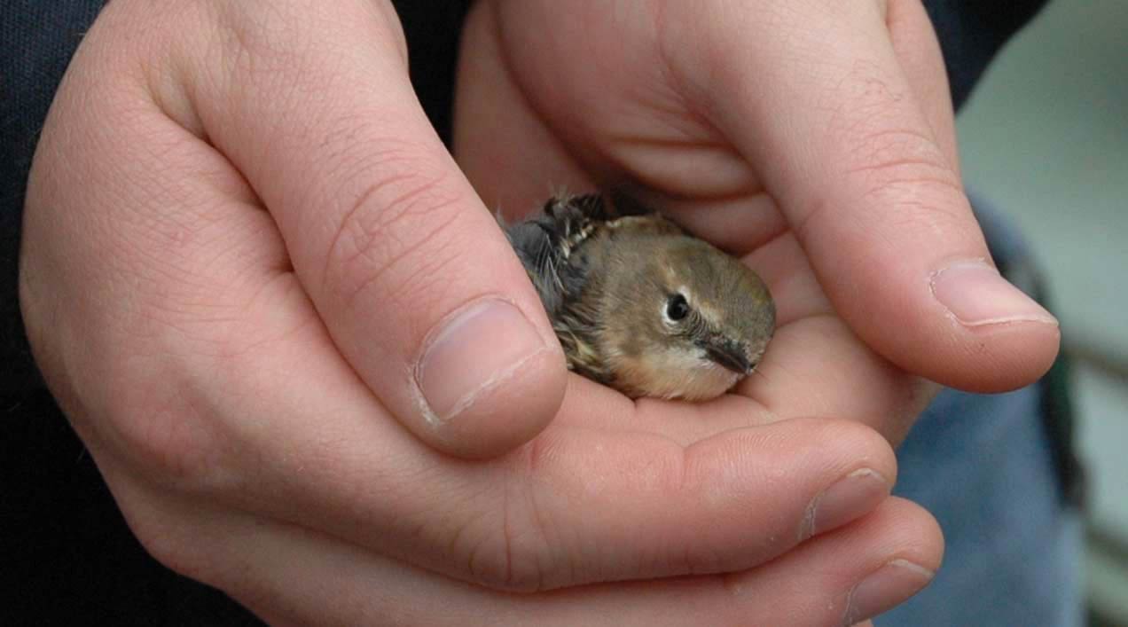 Desciende el número de aves electrocutadas en España