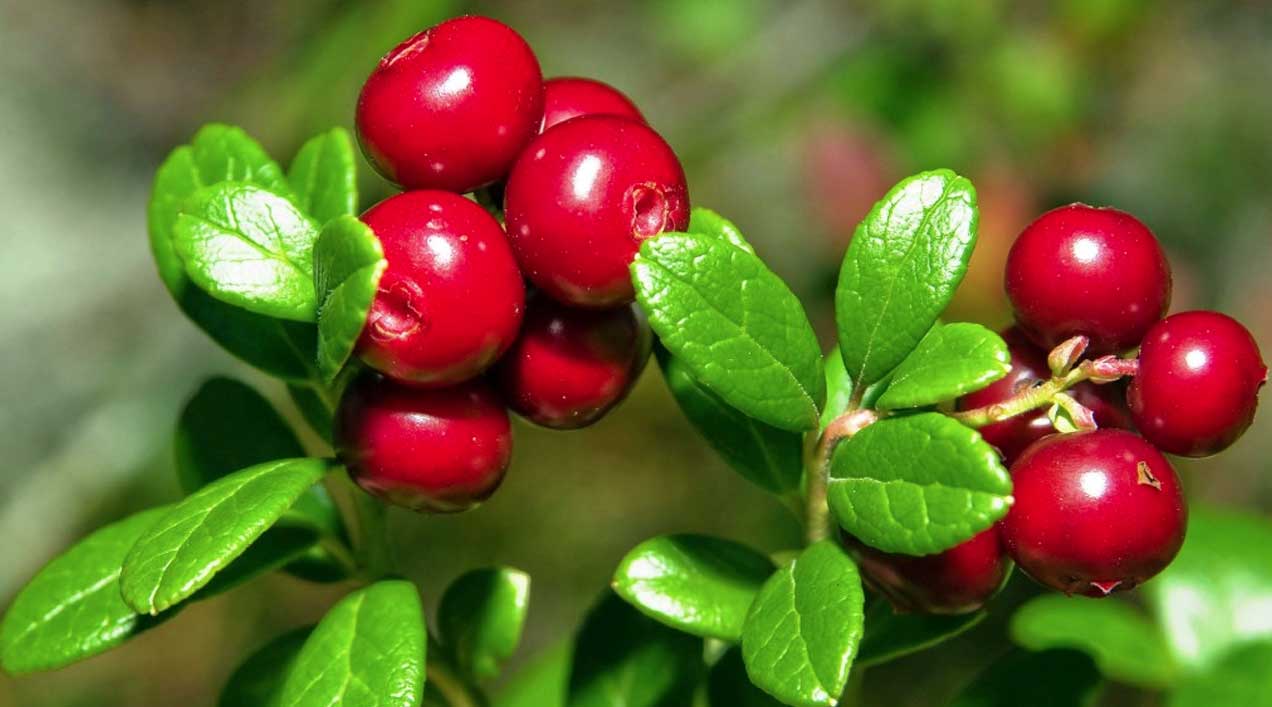 Plantas Medicinales IV. ARÁNDANO ROJO AMERICANO