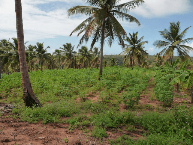 Foto 4. Cultivo de mandioca que deja el suelo muy desprotegido ante fenómenos erosivos. (Foto: Bilal Paladini, 2009).