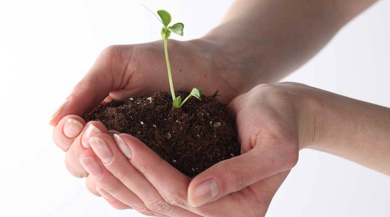 ¿Qué son las Plantas Medicinales? Introducción a la Sección